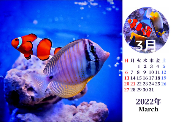 2022年カクレクマノミと海水魚たち卓上カレンダー　 9枚目の画像