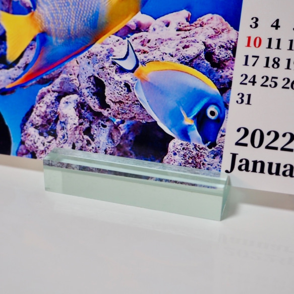 2022年カクレクマノミと海水魚たち卓上カレンダー　 3枚目の画像