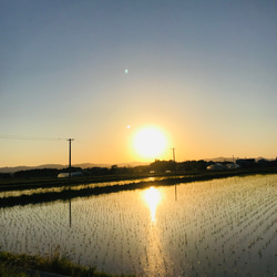 5kg 　至福のつや姫　山形県　令和4年 3枚目の画像