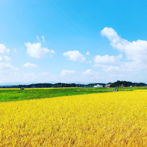 5kg 　至福のつや姫　山形県　令和4年 7枚目の画像