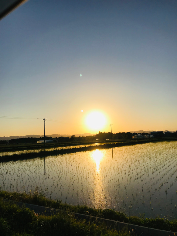 　数量限定　山形県産　厳選ササニシキ　令和2年産　24kg 5枚目の画像