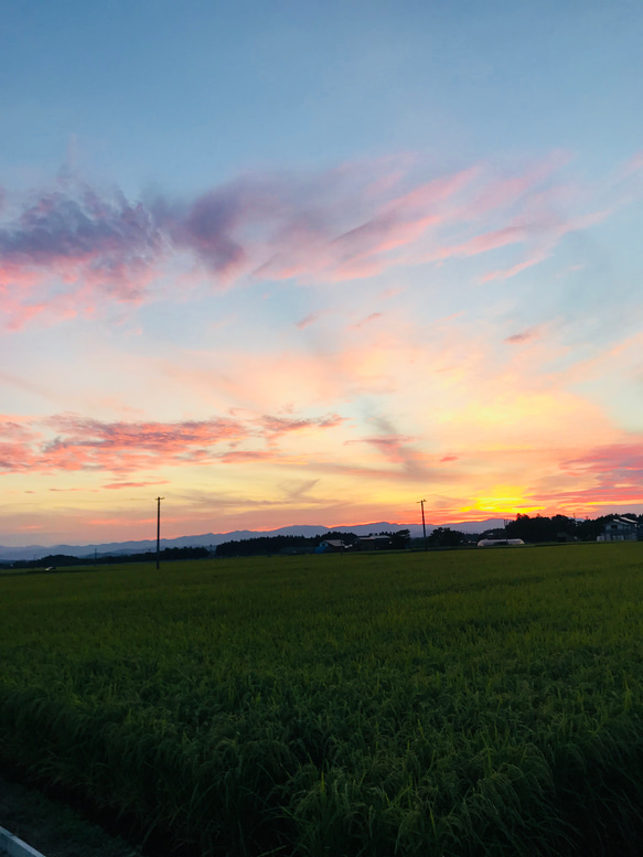 5kg 山形県産　低温熟成乾燥！大粒厳選☆つや姫　特別栽培　令和4年産　 8枚目の画像