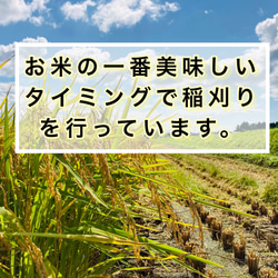 10kg 至福のつや姫　山形県　令和4年度産 2枚目の画像