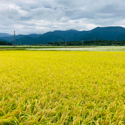 10kg 至福のつや姫　山形県　令和4年度産 4枚目の画像