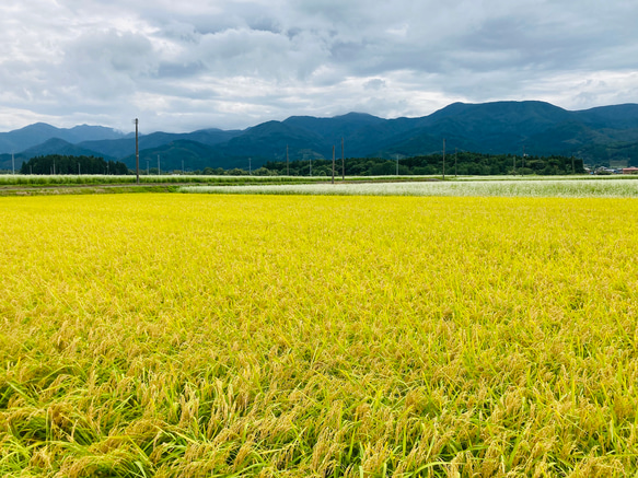 10kg 至福のつや姫　山形県　令和4年度産 4枚目の画像