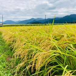 10kg 至福のつや姫　山形県　令和4年度産 5枚目の画像