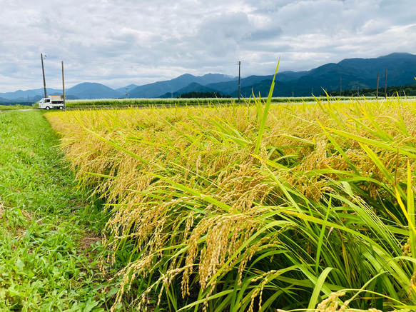 10kg 至福のつや姫　山形県　令和4年度産 5枚目の画像