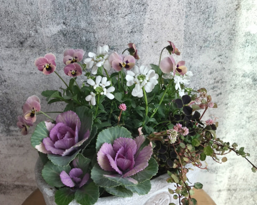 葉牡丹とビオラの寄せ植え*・ その他インテリア雑貨 Hanahana 通販