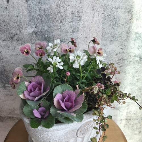 寄せ植え　生花　葉牡丹　ビオラ　アリッサム　鉢植え　おしゃれ　可愛い　年末年始 寄せ植え 生花 葉牡丹 ビオラ アリッサム 鉢植え おしゃれ