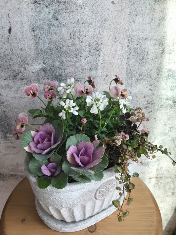 葉牡丹とビオラの寄せ植え*・ その他インテリア雑貨 Hanahana 通販