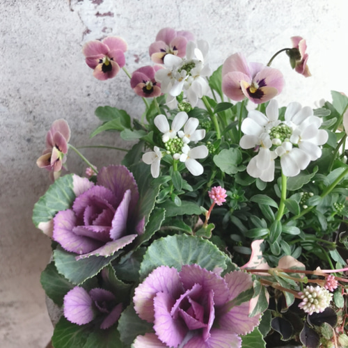 葉牡丹とビオラの寄せ植え*・ その他インテリア雑貨 Hanahana 通販