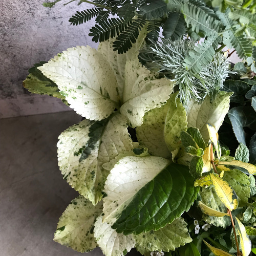 ミモザアカシアと珍しい紫陽花スフレの白い寄せ植え・* その他