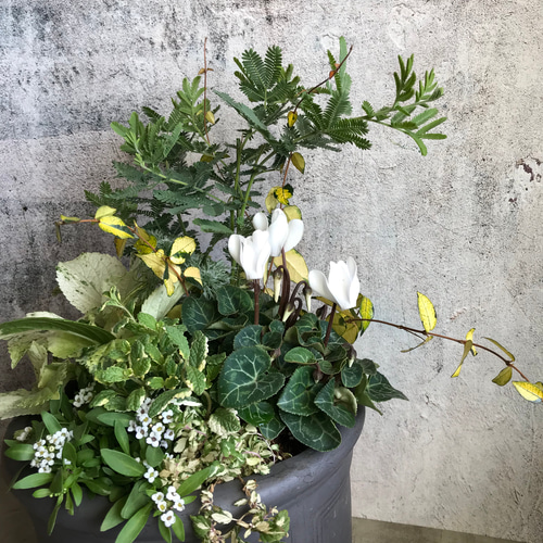 ミモザアカシアと珍しい紫陽花スフレの白い寄せ植え・* その他