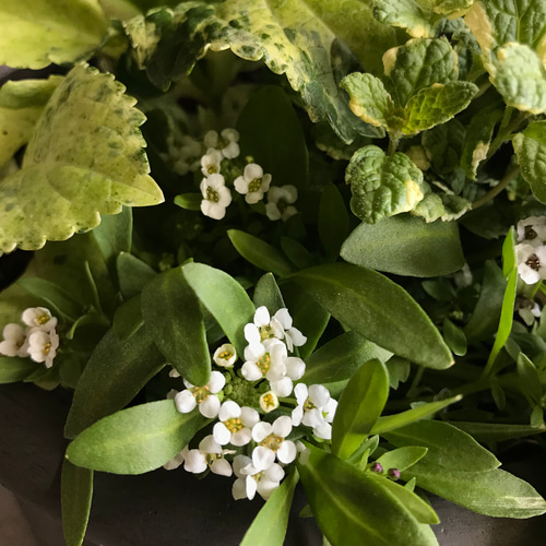 ミモザアカシアと珍しい紫陽花スフレの白い寄せ植え・* その他