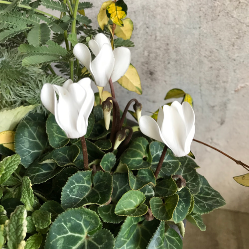 ミモザアカシアと珍しい紫陽花スフレの白い寄せ植え・* その他