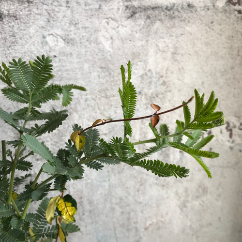 ミモザアカシアと珍しい紫陽花スフレの白い寄せ植え・* その他