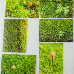 Lサイズの写真・植物の緑のクローズアップ12枚セット(L021N) 2枚目の画像