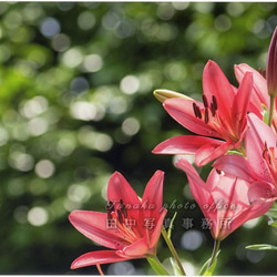 赤いスカシユリの花 LP0547 1枚目の画像