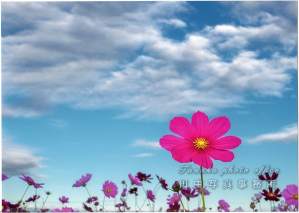 空の下のピンクのコスモスの花 LP0561 1枚目の画像