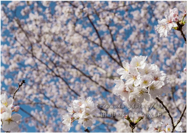 桜❀　0728 🤍🤍🤍 #フィギュア
