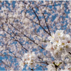 (A0033)パセ・ジェラルド「花咲く桜の木」 A0033)パセ・ジェラルド「花咲く桜の木」