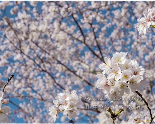 桜の花びらの作品集 満開の桜の花 LP0563 写真・グラフィック TANAKA 通販 12450779