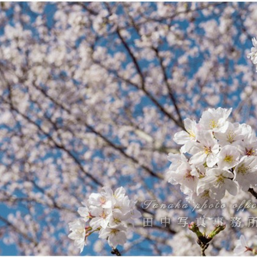 田中八絵、【和み桜（なごみざくら）】、希少な額装用画集より、美品、新品額装付 田中八絵、【和み桜（なごみざくら）】、希少な額装用画集より