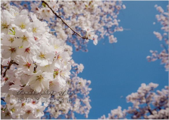 青空の下の桜の花 LP0565 1枚目の画像