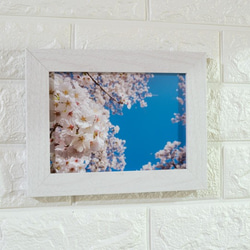 青空の下の桜の花 LP0565 2枚目の画像