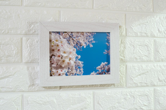 青空の下の桜の花 LP0565 2枚目の画像