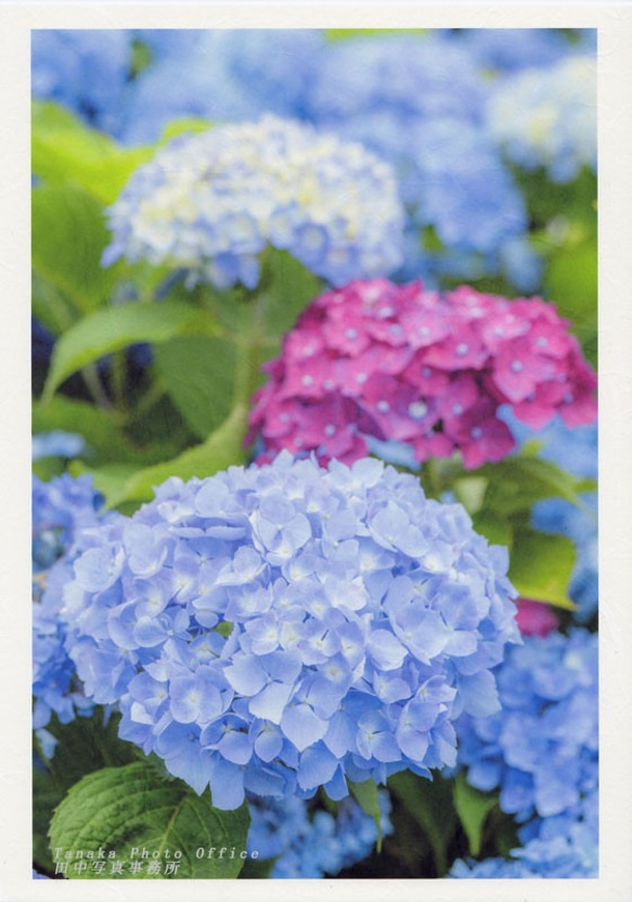 和紙にプリントした青紫と赤紫のあじさいの写真A4 1枚目の画像
