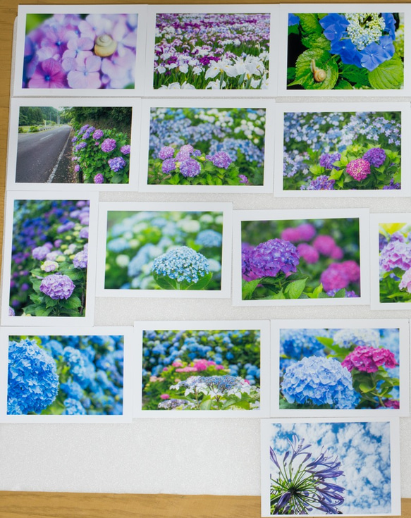 Lサイズの写真・梅雨の花メインで色々25枚セット(L002) 2枚目の画像