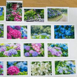 Lサイズの写真・梅雨の花メインで色々25枚セット(L002) 3枚目の画像