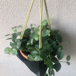 観葉植物　植木鉢カバー　プラントハンガー　ナイロン製　ブラック 6枚目の画像