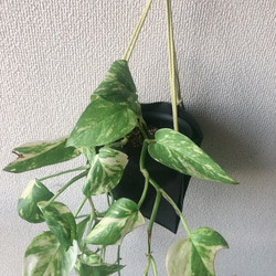 観葉植物　植木鉢カバー　プラントハンガー　ナイロン製　ブラック 7枚目の画像