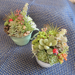 《多肉植物》*セダムの寄せ植え☆ミニカップ*002* 5枚目の画像