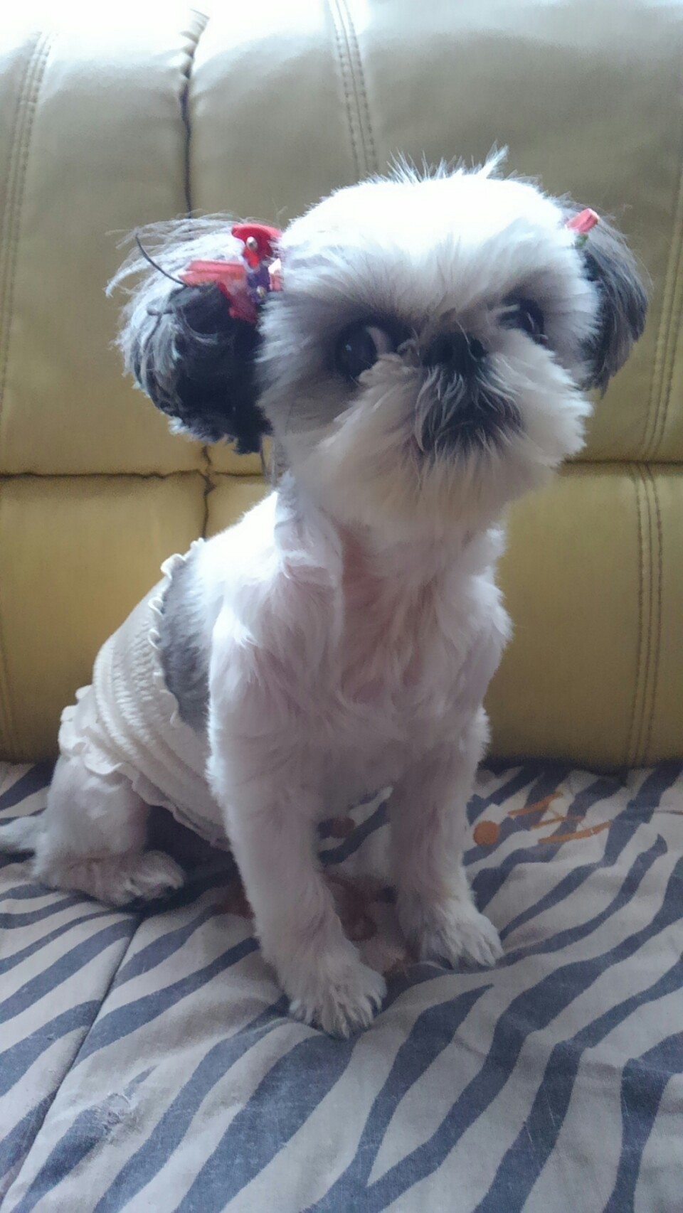 「ワンちゃんを病気から守りたい」願いの腹巻