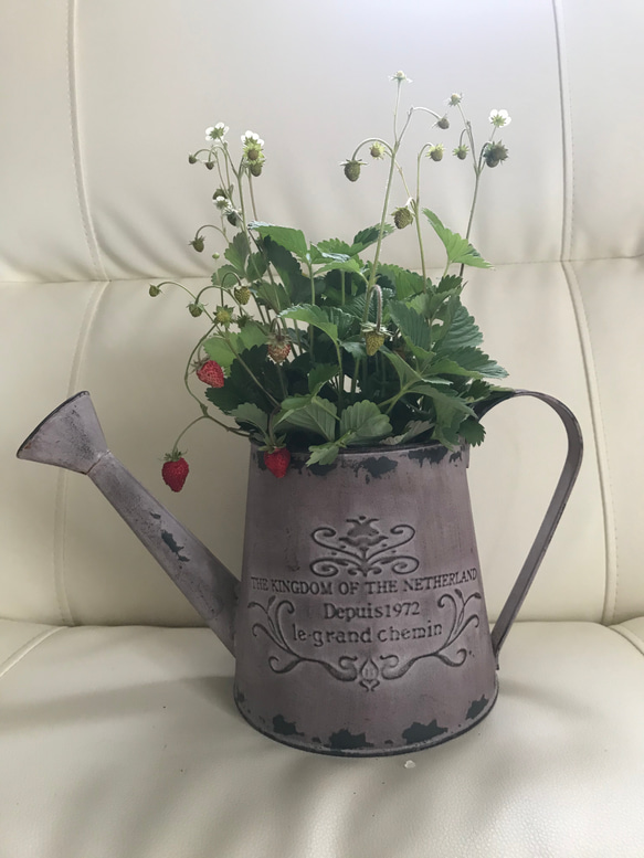 セール価格 ワイルドストロベリー寄せ植え ピンクアンティークジョウロ