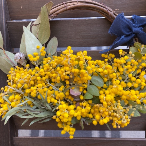 摘みたて パールアカシアのリース~オーダーページꕤ*.゜ 園芸ネット本店｜アカシア：パールアカシア7号鉢植え の通販【公式】 フラワー・ガーデニング