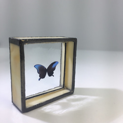 蝶の標本調 プチジュエリートレー 「クリームいろ」 1枚目の画像
