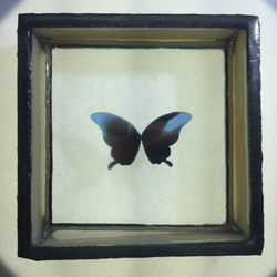 蝶の標本調 プチジュエリートレー 「クリームいろ」 3枚目の画像