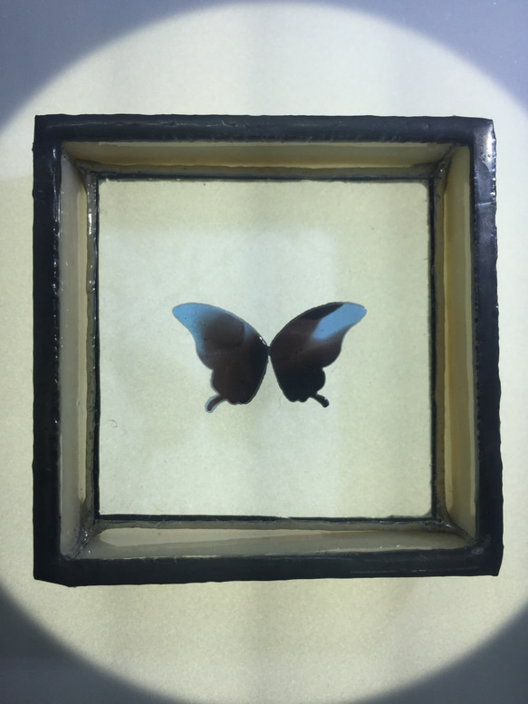 蝶の標本調 プチジュエリートレー 「クリームいろ」 3枚目の画像