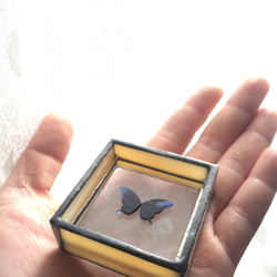 蝶の標本調 プチジュエリートレー 「クリームいろ」 4枚目の画像