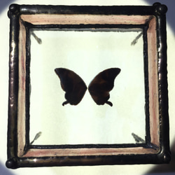 蝶の標本調 プチジュエリートレー 「ももいろ＋」 4枚目の画像