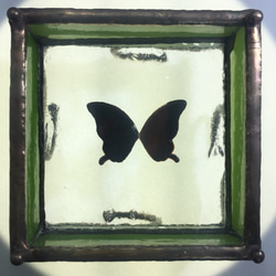 蝶の標本調 プチジュエリートレー 「みどりいろ＋」 4枚目の画像