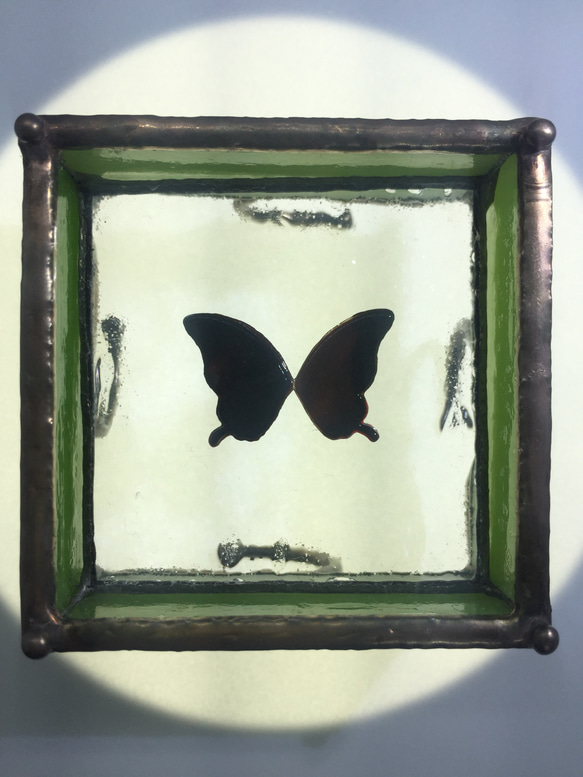 蝶の標本調 プチジュエリートレー 「みどりいろ＋」 4枚目の画像
