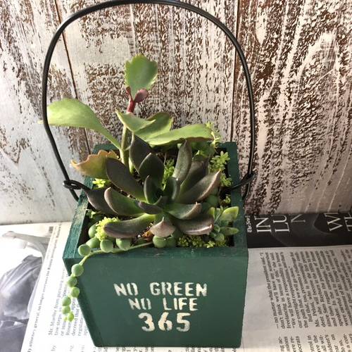 ★多肉植物　寄せ植え〜手作り木製カート寄せ〜★ ☆多肉植物 寄せ植え〜手作り木製HOUSE ピンク〜☆ - メルカリ