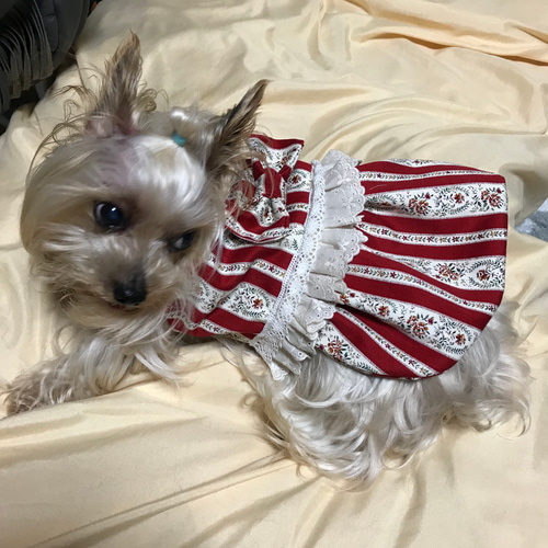 ライラックのワンピース オーダーページ 犬服 ハンドメイド ∞TuTu