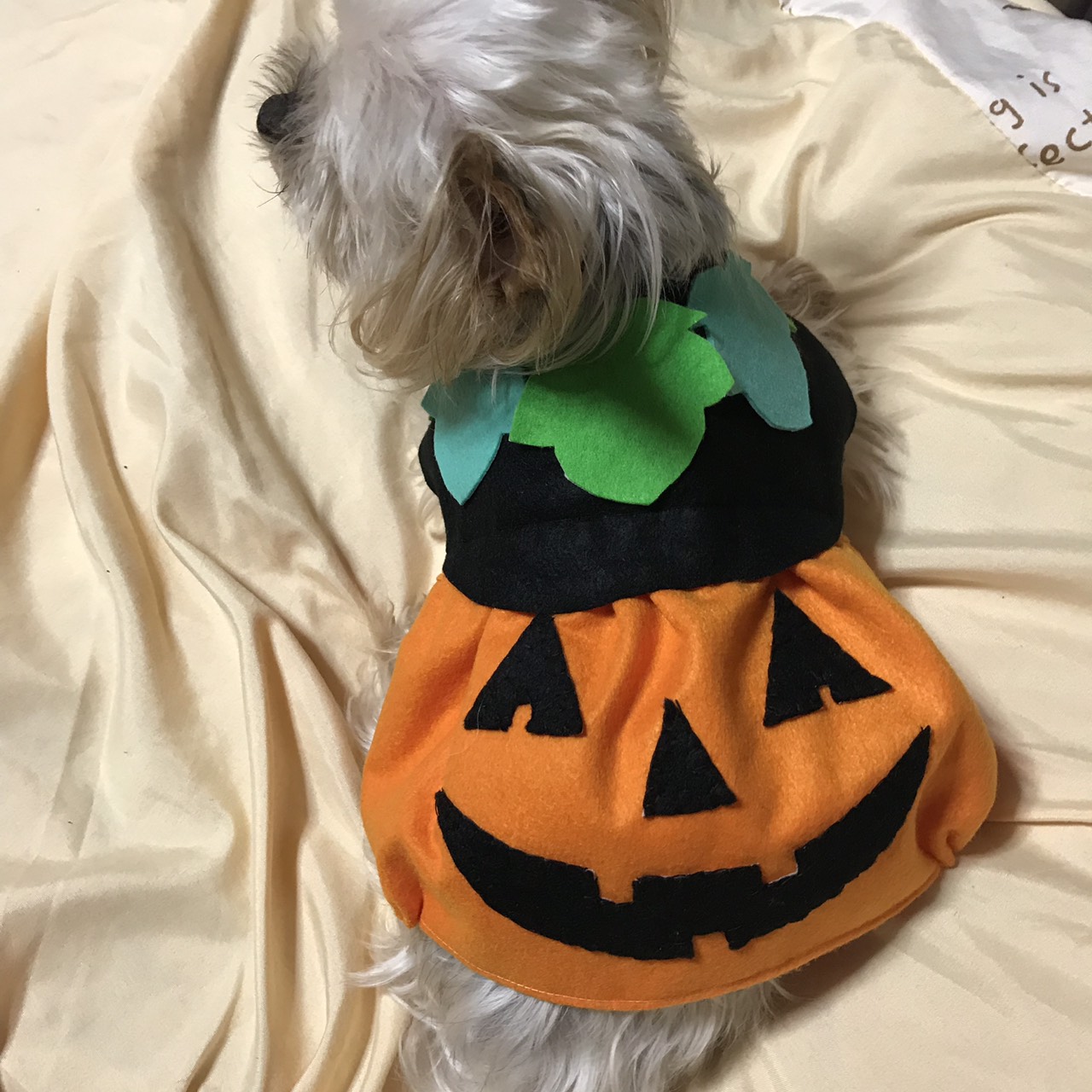 素敵なご縁に感謝ありがとう♬*　ハンドメイド　犬服　③ハロウィン むー✨