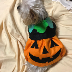 再入荷！！着せやすい犬服♪ハロウィンかぼちゃスカートワンピース